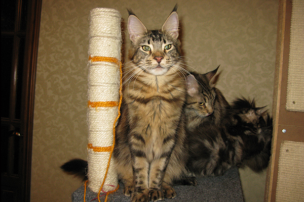 Кошка мейн кун Бетти, питомник Берикун котята мейн кун