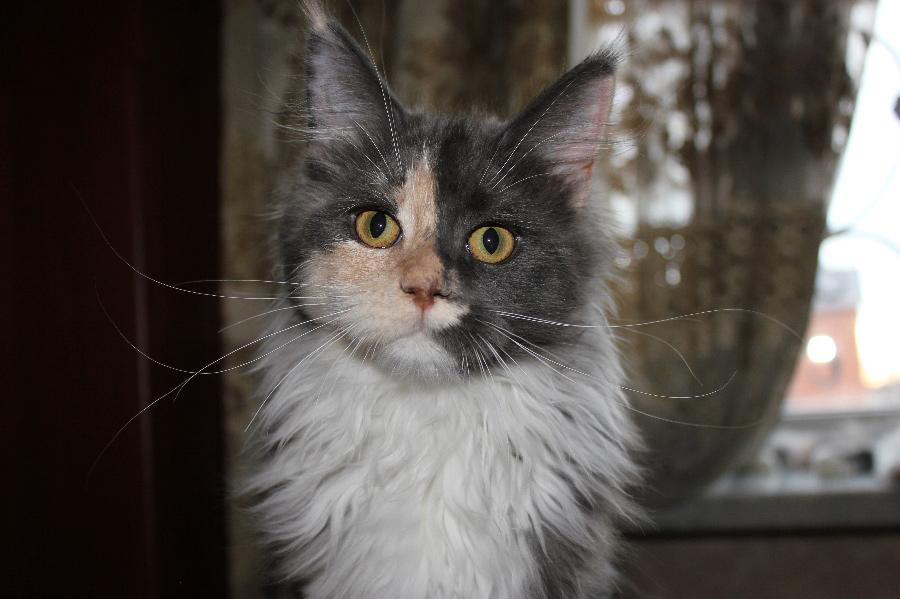 Котёнок мейн кун