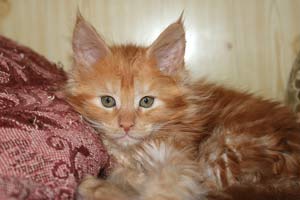 Котята Мейн кун из питомника БЭРИКУН котята мейн кун