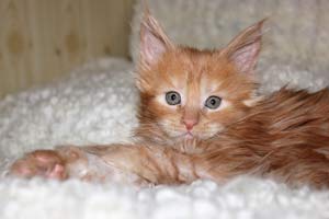 Котята Мейн кун из питомника БЭРИКУН котята мейн кун