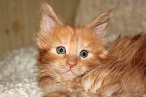 Котята Мейн кун из питомника БЭРИКУН котята мейн кун