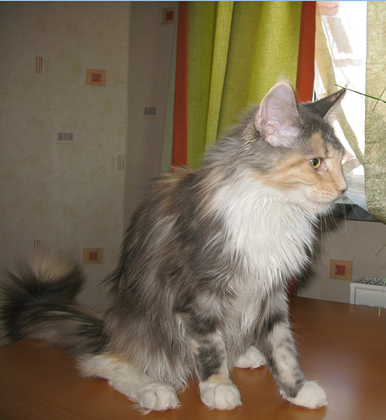 Кошка мейн кун Ginger, питомник Берикун