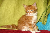Кошка мейн кун Майя, питомник BeRiCoon Кошка мейн кун Майя, питомник BeRiCoon