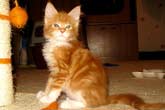 Кошка мейн кун Майя, питомник BeRiCoon Кошка мейн кун Майя, питомник BeRiCoon