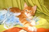Кошка мейн кун Майя, питомник BeRiCoon Кошка мейн кун Майя, питомник BeRiCoon