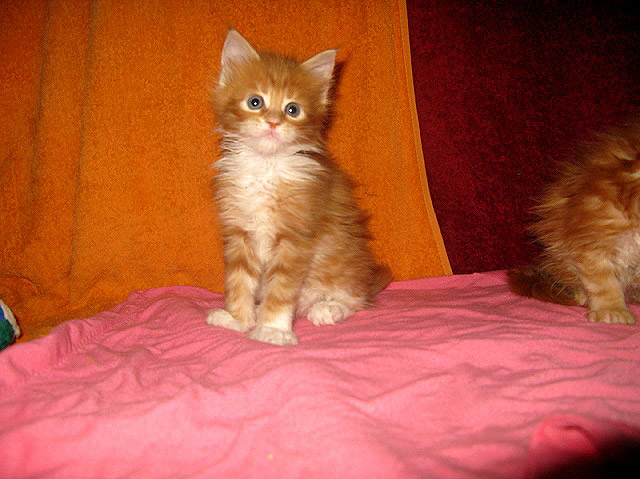 Кошка мейн кун Майя, питомник BeRiCoon Кошка мейн кун Майя, питомник BeRiCoon
