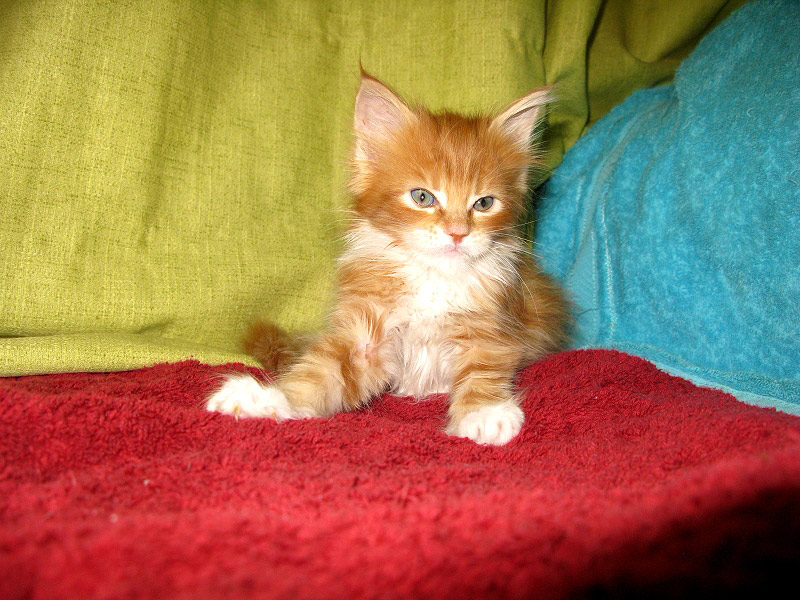 Кошка мейн кун Майя, питомник BeRiCoon Кошка мейн кун Майя, питомник BeRiCoon