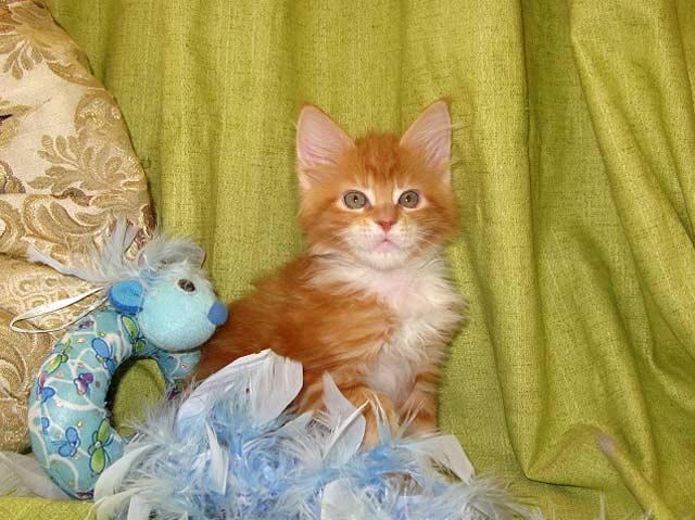 Кошка мейн кун Майя, питомник BeRiCoon Кошка мейн кун Майя, питомник BeRiCoon