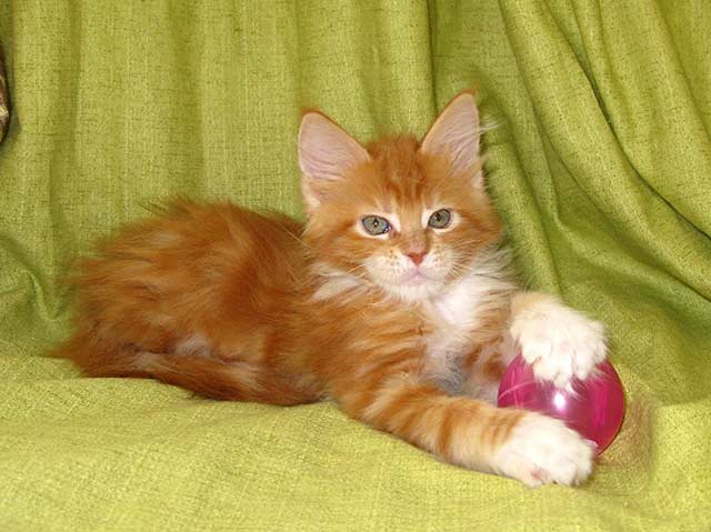 Кошка мейн кун Майя, питомник BeRiCoon Кошка мейн кун Майя, питомник BeRiCoon