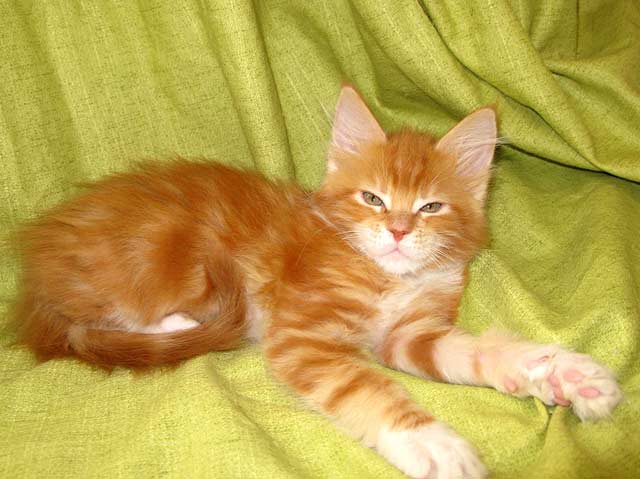 Кошка мейн кун Майя, питомник BeRiCoon Кошка мейн кун Майя, питомник BeRiCoon