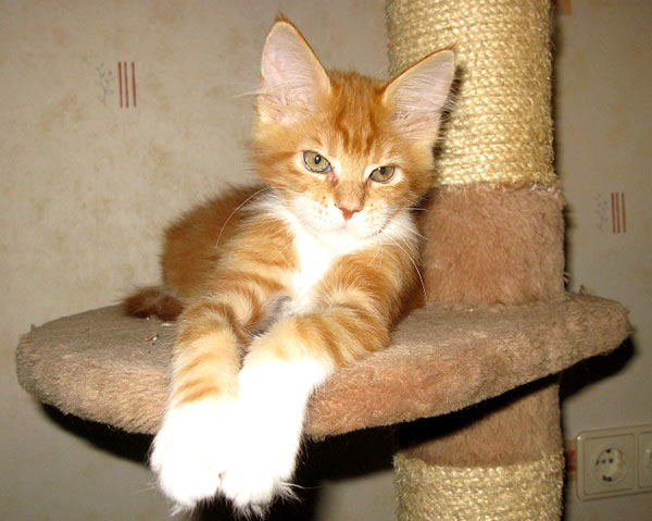 Кошка мейн кун Майя, питомник BeRiCoon Кошка мейн кун Майя, питомник BeRiCoon