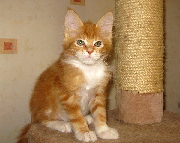 Кошка мейн кун Майя, питомник BeRiCoon Кошка мейн кун Майя, питомник BeRiCoon
