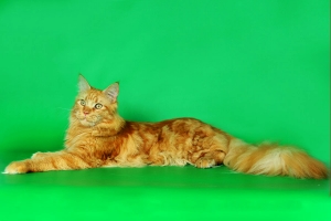 Кот мейн кун Хич, питомник Bericoon Кот мейн кун Хич питомник Бэрикун