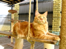 Кот мейн кун Хич, питомник Bericoon Кот мейн кун Хич питомник Бэрикун