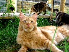 Кот мейн кун Хич, питомник Bericoon Кот мейн кун Хич питомник Бэрикун