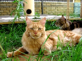 Кот мейн кун Хич, питомник Bericoon Кот мейн кун Хич питомник Бэрикун