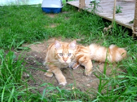 Кот мейн кун Хич, питомник Bericoon Кот мейн кун Хич питомник Бэрикун