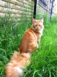 Кот мейн кун Хич, питомник Bericoon Кот мейн кун Хич питомник Бэрикун