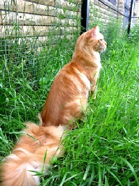 Кот мейн кун Хич, питомник Bericoon Кот мейн кун Хич питомник Бэрикун