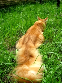 Кот мейн кун Хич, питомник Bericoon Кот мейн кун Хич питомник Бэрикун