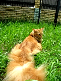 Кот мейн кун Хич, питомник Bericoon Кот мейн кун Хич питомник Бэрикун