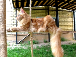 Кот мейн кун Хич, питомник Bericoon Кот мейн кун Хич питомник Бэрикун