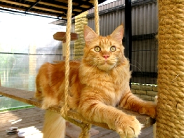 Кот мейн кун Хич, питомник Bericoon Кот мейн кун Хич питомник Бэрикун