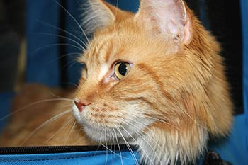 Кошка мейн кун Майя, питомник BeRiCoon котята мейн кун