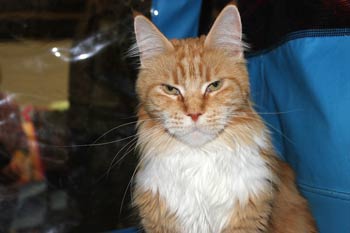 Кошка мейн кун Майя, питомник BeRiCoon котята мейн кун
