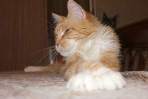 Кошка мейн кун Майя, питомник BeRiCoon котята мейн кун