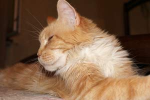 Кошка мейн кун Майя, питомник BeRiCoon котята мейн кун