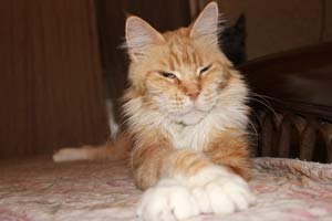 Кошка мейн кун Майя, питомник BeRiCoon котята мейн кун