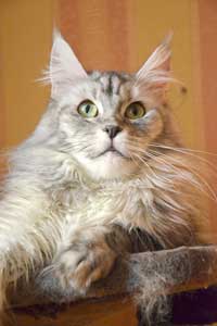 Кошка мейн кун Bericoon Lannwit Siveyans Melanie Кошка мейн кун Bericoon Lannwit Siveyans Melanie