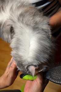 Кошка мейн кун Bericoon Lannwit Siveyans Melanie Кошка мейн кун Bericoon Lannwit Siveyans Melanie