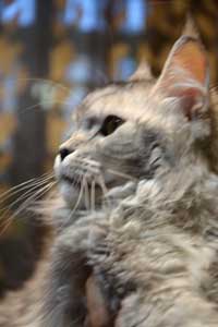 Кошка мейн кун Bericoon Lannwit Siveyans Melanie Кошка мейн кун Bericoon Lannwit Siveyans Melanie