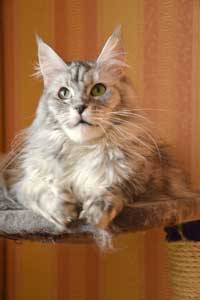 Кошка мейн кун Bericoon Lannwit Siveyans Melanie Кошка мейн кун Bericoon Lannwit Siveyans Melanie