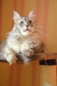 Кошка мейн кун Bericoon Lannwit Siveyans Melanie Кошка мейн кун Bericoon Lannwit Siveyans Melanie