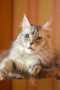 Кошка мейн кун Bericoon Lannwit Siveyans Melanie Кошка мейн кун Bericoon Lannwit Siveyans Melanie