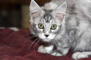 Кошка мейн кун Bericoon Lannwit Siveyans Melanie Кошка мейн кун Bericoon Lannwit Siveyans Melanie