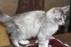 Кошка мейн кун Bericoon Lannwit Siveyans Melanie Кошка мейн кун Bericoon Lannwit Siveyans Melanie