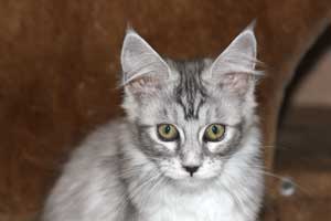 Кошка мейн кун Bericoon Lannwit Siveyans Melanie Кошка мейн кун Bericoon Lannwit Siveyans Melanie