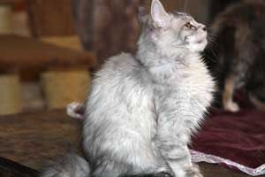 Кошка мейн кун Bericoon Lannwit Siveyans Melanie Кошка мейн кун Bericoon Lannwit Siveyans Melanie