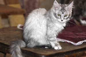 Кошка мейн кун Bericoon Lannwit Siveyans Melanie Кошка мейн кун Bericoon Lannwit Siveyans Melanie