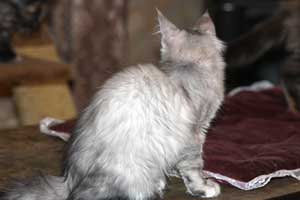 Кошка мейн кун Bericoon Lannwit Siveyans Melanie Кошка мейн кун Bericoon Lannwit Siveyans Melanie