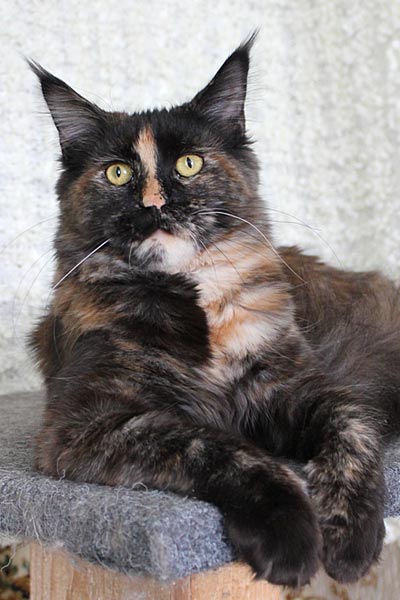 Кликните, чтобы увеличить