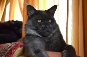 Кот мейн кун REY котята мейн кун