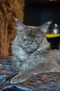 Кот мейн кун REY котята мейн кун