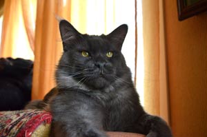 Кот мейн кун REY котята мейн кун