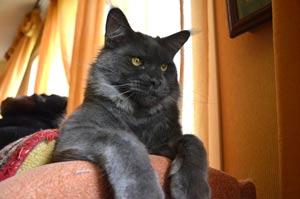 Кот мейн кун REY котята мейн кун