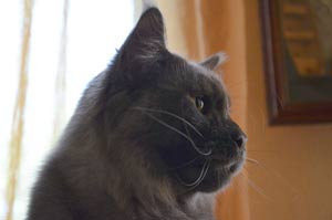 Кот мейн кун REY котята мейн кун